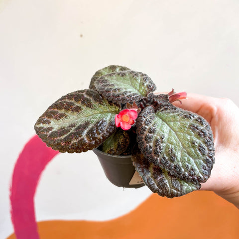 Episcia cupreata 'Pink Acajou' - Flame Violet - Sprouts of Bristol