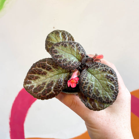 Episcia cupreata 'Pink Acajou' - Flame Violet - Sprouts of Bristol