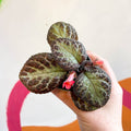 Episcia cupreata 'Pink Acajou' - Flame Violet - Sprouts of Bristol