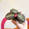 Episcia cupreata 'Pink Acajou' - Flame Violet - Sprouts of Bristol