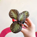 Episcia cupreata 'Pink Acajou' - Flame Violet - Sprouts of Bristol