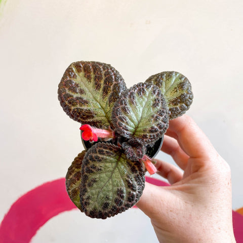 Episcia cupreata 'Pink Acajou' - Flame Violet - Sprouts of Bristol