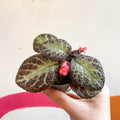 Episcia cupreata 'Pink Acajou' - Flame Violet - Sprouts of Bristol