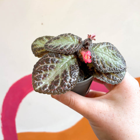 Episcia cupreata 'Pink Acajou' - Flame Violet - Sprouts of Bristol