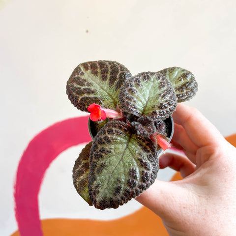 Episcia cupreata 'Pink Acajou' - Flame Violet - Sprouts of Bristol