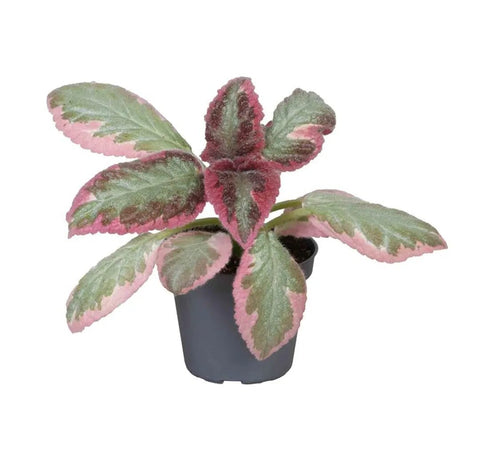 Episcia cupreata 'Pink Brocade'' - Flame Violet - Sprouts of Bristol