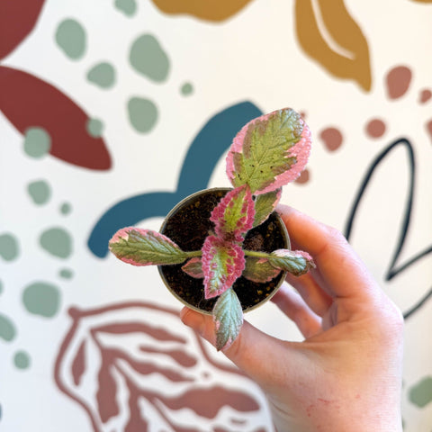 Episcia cupreata 'Pink Brocade'' - Flame Violet - Sprouts of Bristol