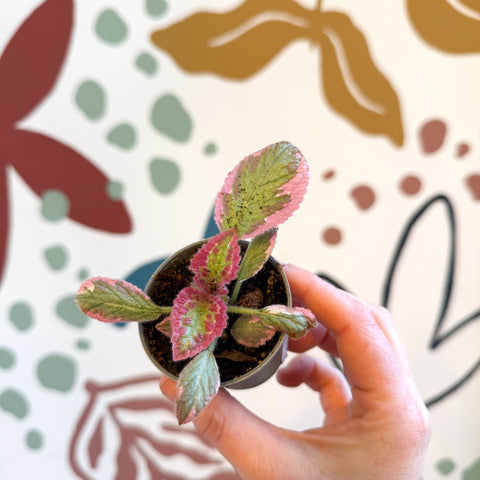 Episcia cupreata 'Pink Brocade'' - Flame Violet - Sprouts of Bristol