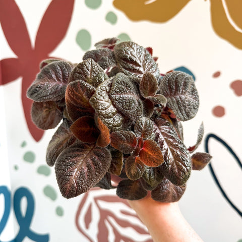 Episcia cupreata - Purple Flame Violet - Sprouts of Bristol