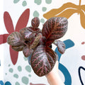 Episcia cupreata - Purple Flame Violet - Sprouts of Bristol