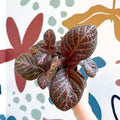 Episcia cupreata - Purple Flame Violet - Sprouts of Bristol
