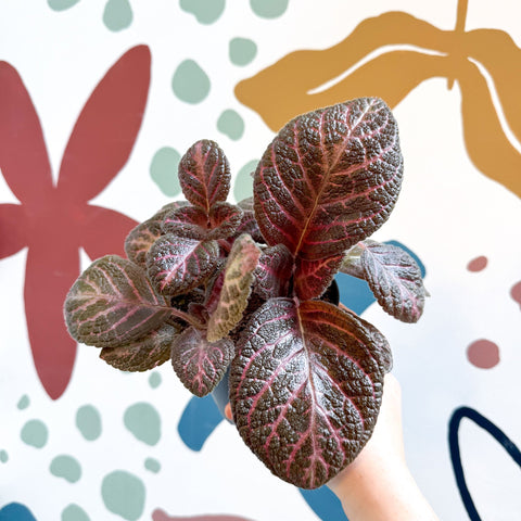 Episcia cupreata - Purple Flame Violet - Sprouts of Bristol