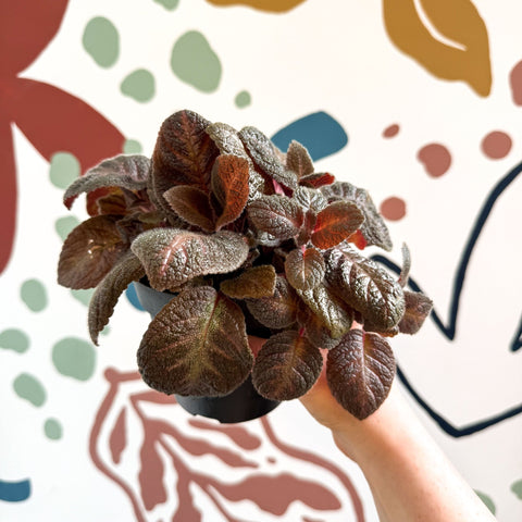 Episcia cupreata - Purple Flame Violet - Sprouts of Bristol