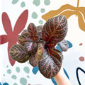 Episcia cupreata - Purple Flame Violet - Sprouts of Bristol
