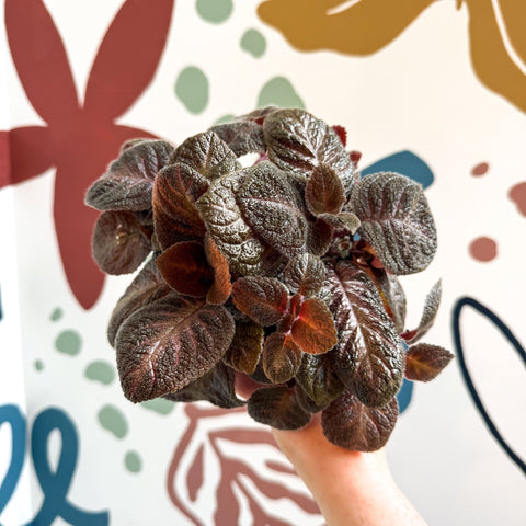 Episcia cupreata - Purple Flame Violet - Sprouts of Bristol