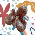 Episcia cupreata - Purple Flame Violet - Sprouts of Bristol