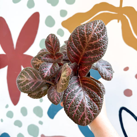 Episcia cupreata - Purple Flame Violet - Sprouts of Bristol