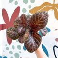 Episcia cupreata - Purple Flame Violet - Sprouts of Bristol