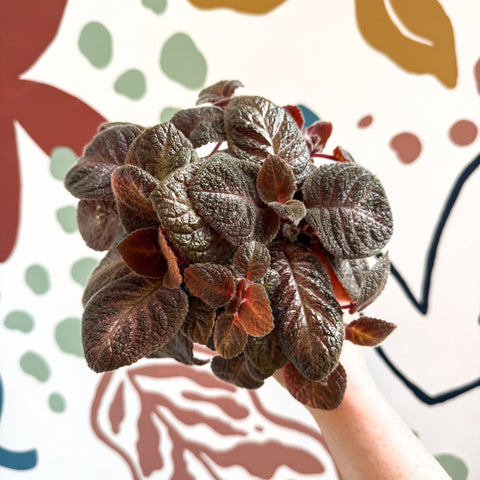 Episcia cupreata - Purple Flame Violet - Sprouts of Bristol