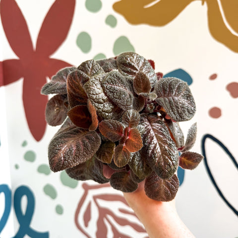 Episcia cupreata - Purple Flame Violet - Sprouts of Bristol