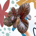Episcia cupreata - Purple Flame Violet - Sprouts of Bristol