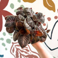 Episcia cupreata - Purple Flame Violet - Sprouts of Bristol