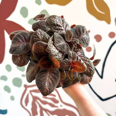 Episcia cupreata - Purple Flame Violet - Sprouts of Bristol