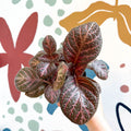 Episcia cupreata - Purple Flame Violet - Sprouts of Bristol