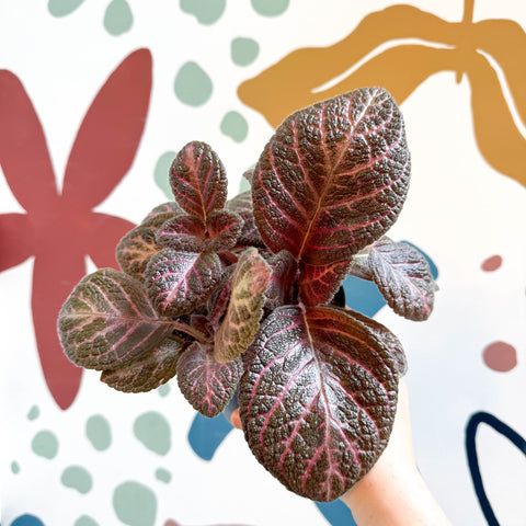 Episcia cupreata - Purple Flame Violet - Sprouts of Bristol