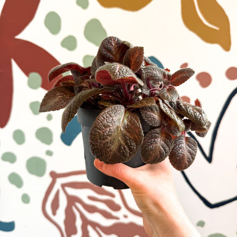 Episcia cupreata - Purple Flame Violet - Sprouts of Bristol