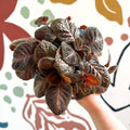 Episcia cupreata - Purple Flame Violet - Sprouts of Bristol