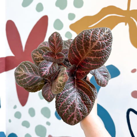 Episcia cupreata - Purple Flame Violet - Sprouts of Bristol