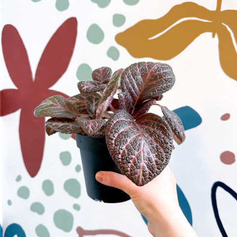 Episcia cupreata - Purple Flame Violet - Sprouts of Bristol