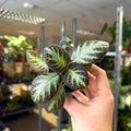Episcia cupreata 'Silver Shield' - Flame Violet - Sprouts of Bristol