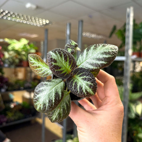 Episcia cupreata 'Silver Shield' - Flame Violet - Sprouts of Bristol