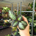 Episcia cupreata 'Silver Shield' - Flame Violet - Sprouts of Bristol