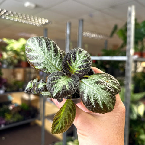 Episcia cupreata 'Silver Shield' - Flame Violet - Sprouts of Bristol