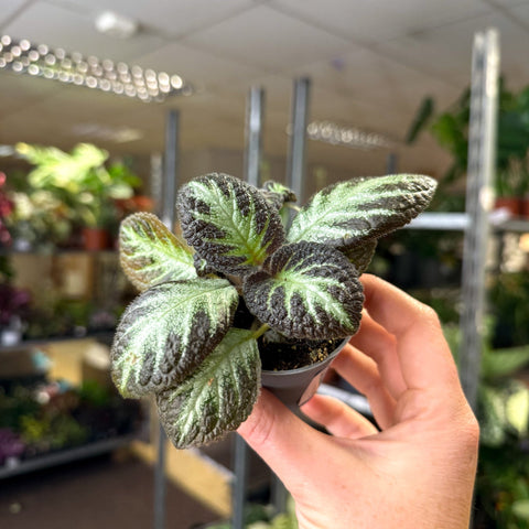 Episcia cupreata 'Silver Shield' - Flame Violet - Sprouts of Bristol