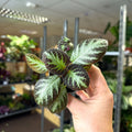 Episcia cupreata 'Silver Shield' - Flame Violet - Sprouts of Bristol