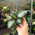 Episcia cupreata 'Silver Shield' - Flame Violet - Sprouts of Bristol