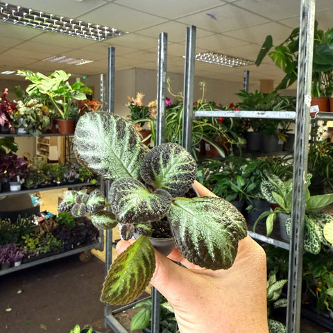 Episcia cupreata 'Silver Shield' - Flame Violet - Sprouts of Bristol