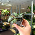 Episcia cupreata 'Silver Shield' - Flame Violet - Sprouts of Bristol
