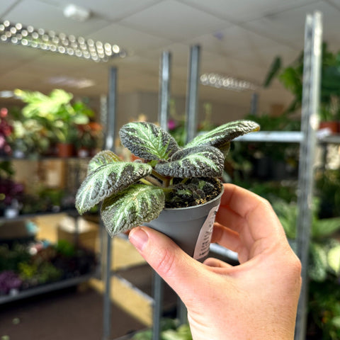 Episcia cupreata 'Silver Shield' - Flame Violet - Sprouts of Bristol