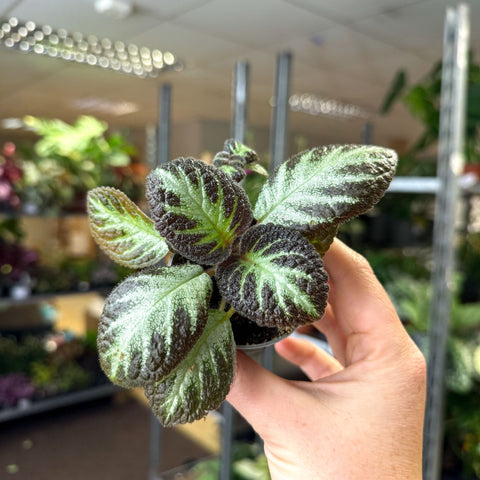 Episcia cupreata 'Silver Shield' - Flame Violet - Sprouts of Bristol