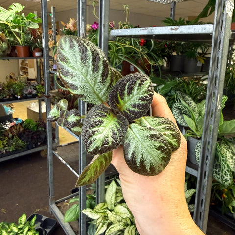 Episcia cupreata 'Silver Shield' - Flame Violet - Sprouts of Bristol
