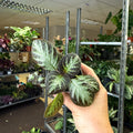 Episcia cupreata 'Silver Shield' - Flame Violet - Sprouts of Bristol