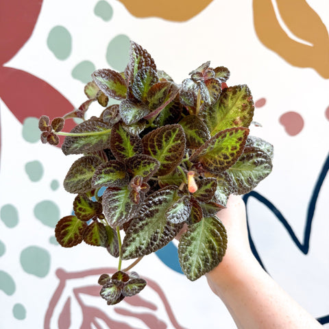 Episcia cupreata 'Zebra' - Flame Violet - Sprouts of Bristol