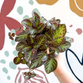 Episcia cupreata 'Zebra' - Flame Violet - Sprouts of Bristol