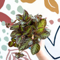 Episcia cupreata 'Zebra' - Flame Violet - Sprouts of Bristol