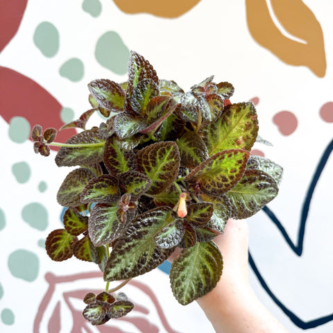 Episcia cupreata 'Zebra' - Flame Violet - Sprouts of Bristol